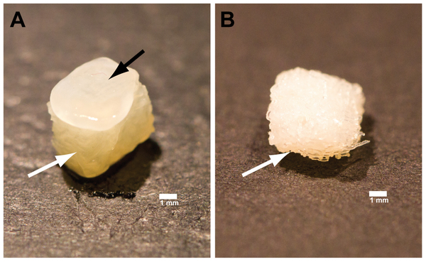 科学家将干细胞植入3D打印支架以修复关节（图文教程）,科学家将干细胞植入3D打印支架以修复关节,第2张