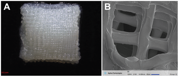 科学家将干细胞植入3D打印支架以修复关节（图文教程）,科学家将干细胞植入3D打印支架以修复关节,第1张