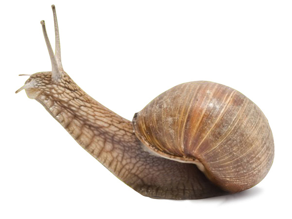 PS合成蜗牛背上的梦幻房子教程(图文教程),PS合成蜗牛背上的梦幻房子教程,选择,直径,形状,第14张